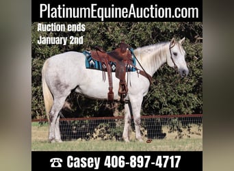 American Quarter Horse, Gelding, 11 years, 15,3 hh, Gray