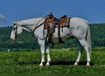 American Quarter Horse, Gelding, 11 years, 15,3 hh, Grey