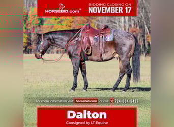 American Quarter Horse, Gelding, 11 years, 15,3 hh, Roan-Bay