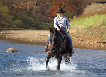 American Quarter Horse, Gelding, 11 years, 15,3 hh, Roan-Bay