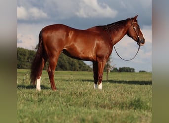 American Quarter Horse, Gelding, 11 years, 15,3 hh, Sorrel