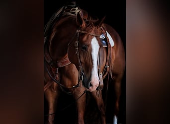 American Quarter Horse, Gelding, 11 years, 15,3 hh, Sorrel