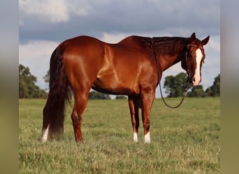 American Quarter Horse, Gelding, 11 years, 15,3 hh, Sorrel