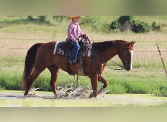 American Quarter Horse, Gelding, 11 years, 15,3 hh, Sorrel
