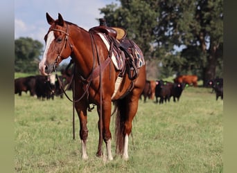 American Quarter Horse, Gelding, 11 years, 15,3 hh, Sorrel