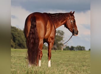 American Quarter Horse, Gelding, 11 years, 15,3 hh, Sorrel