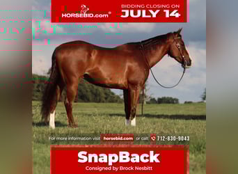 American Quarter Horse, Gelding, 11 years, 15,3 hh, Sorrel