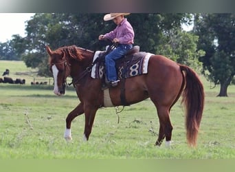 American Quarter Horse, Gelding, 11 years, 15,3 hh, Sorrel