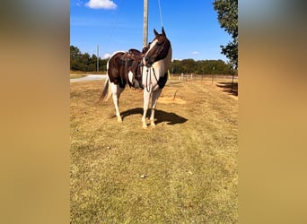 American Quarter Horse, Gelding, 11 years, 16.1 hh, Tobiano-all-colors