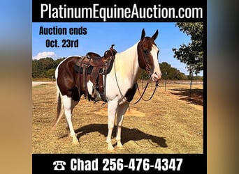 American Quarter Horse, Gelding, 11 years, 16.1 hh, Tobiano-all-colors