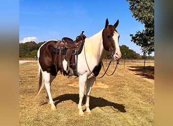 American Quarter Horse, Gelding, 11 years, 16.1 hh, Tobiano-all-colors