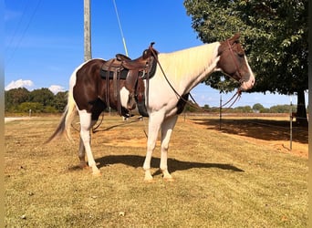 American Quarter Horse, Gelding, 11 years, 16.1 hh, Tobiano-all-colors