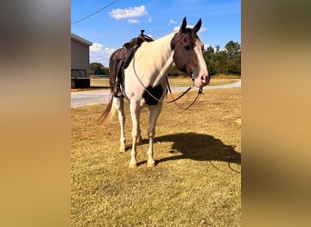 American Quarter Horse, Gelding, 11 years, 16.1 hh, Tobiano-all-colors