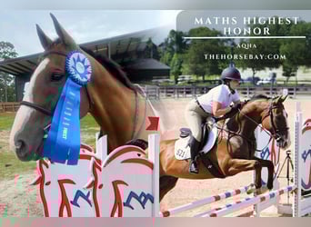 American Quarter Horse, Gelding, 11 years, 16.2 hh, Bay