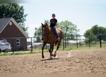 American Quarter Horse, Gelding, 11 years, 16.2 hh, Chestnut