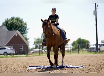 American Quarter Horse, Gelding, 11 years, 16.2 hh, Chestnut