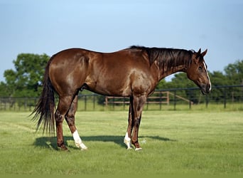 American Quarter Horse, Gelding, 11 years, 16.2 hh, Chestnut