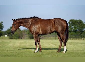 American Quarter Horse, Gelding, 11 years, 16.2 hh, Chestnut