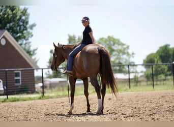 American Quarter Horse, Gelding, 11 years, 16.2 hh, Chestnut