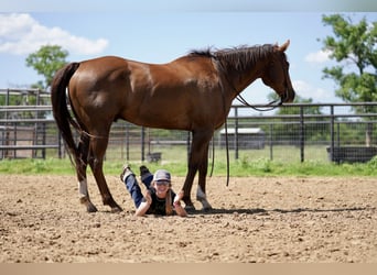 American Quarter Horse, Gelding, 11 years, 16.2 hh, Chestnut