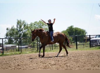 American Quarter Horse, Gelding, 11 years, 16.2 hh, Chestnut