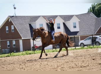 American Quarter Horse, Gelding, 11 years, 16.2 hh, Chestnut