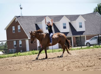 American Quarter Horse, Gelding, 11 years, 16.2 hh, Chestnut