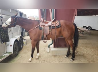 American Quarter Horse, Gelding, 11 years, 16 hh, Brown