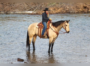 American Quarter Horse, Gelding, 11 years, 16 hh, Buckskin