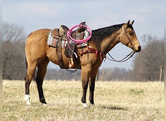 American Quarter Horse, Gelding, 11 years, 16 hh, Dun