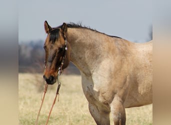 American Quarter Horse, Gelding, 11 years, 16 hh, Dun