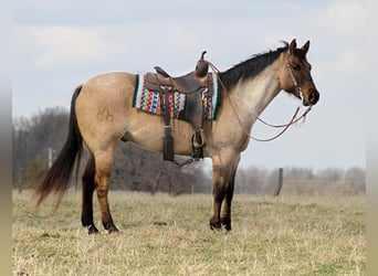 American Quarter Horse, Gelding, 11 years, 16 hh, Dun