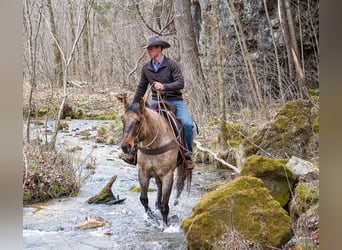 American Quarter Horse, Gelding, 11 years, 16 hh, Dun
