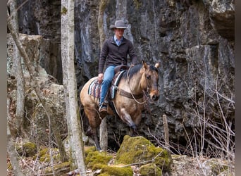 American Quarter Horse, Gelding, 11 years, 16 hh, Dun