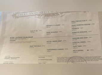 American Quarter Horse, Gelding, 11 years, 16 hh, Dun