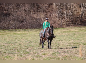 American Quarter Horse, Gelding, 11 years, 16 hh, Roan-Blue