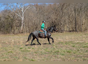 American Quarter Horse, Gelding, 11 years, 16 hh, Roan-Blue