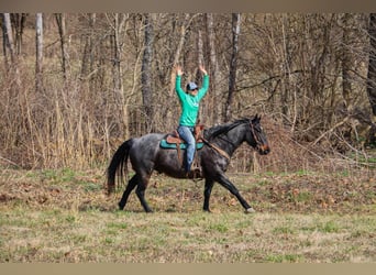 American Quarter Horse, Gelding, 11 years, 16 hh, Roan-Blue