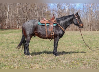 American Quarter Horse, Gelding, 11 years, 16 hh, Roan-Blue