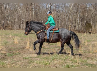 American Quarter Horse, Gelding, 11 years, 16 hh, Roan-Blue