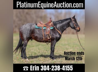 American Quarter Horse, Gelding, 11 years, 16 hh, Roan-Blue