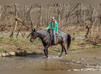American Quarter Horse, Gelding, 11 years, 16 hh, Roan-Blue