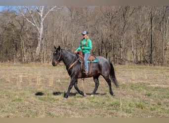 American Quarter Horse, Gelding, 11 years, 16 hh, Roan-Blue