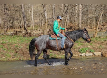 American Quarter Horse, Gelding, 11 years, 16 hh, Roan-Blue