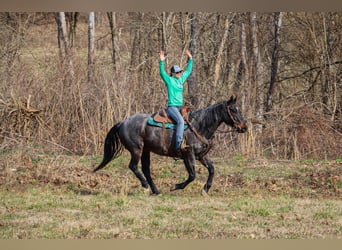 American Quarter Horse, Gelding, 11 years, 16 hh, Roan-Blue