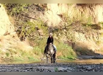 American Quarter Horse, Gelding, 11 years, 16 hh, Roan-Blue