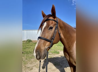 American Quarter Horse, Gelding, 11 years, 16 hh, Sorrel