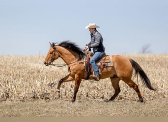 American Quarter Horse, Gelding, 11 years, 16 hh, Tobiano-all-colors