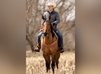 American Quarter Horse, Gelding, 11 years, 16 hh, Tobiano-all-colors