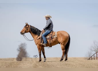 American Quarter Horse, Gelding, 11 years, 16 hh, Tobiano-all-colors